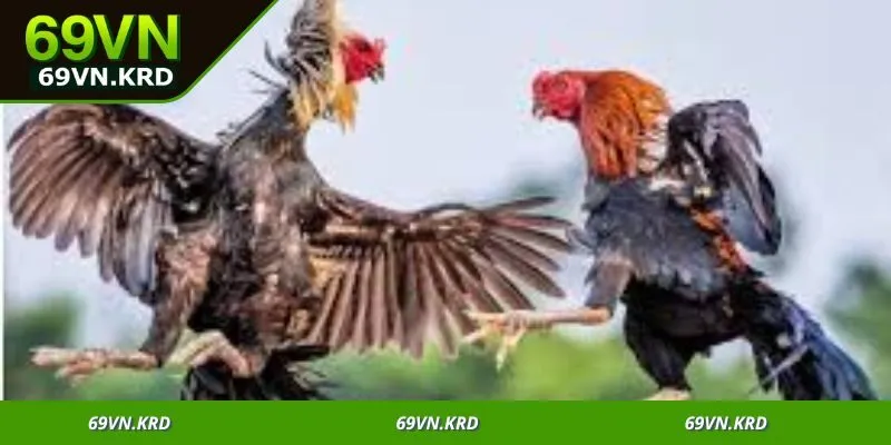 Kinh nghiệm người chơi đá gà cần phải biết